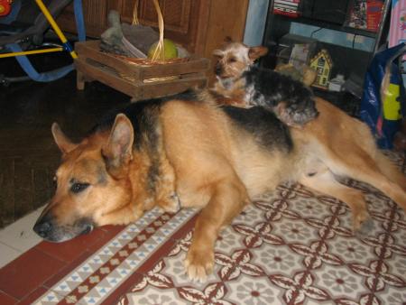 MES CHIENS